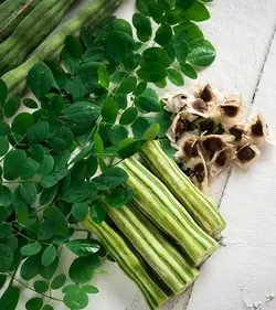 بذر مورینگا اولیفرا <br> گز روغنی <br> تعداد 10 عدد بذر <br> Drumstick Tree <br><i><b> Moringa oleifera </i> Seeds</b>