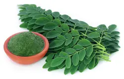 بذر مورینگا اولیفرا <br> گز روغنی <br> تعداد 10 عدد بذر <br> Drumstick Tree <br><i><b> Moringa oleifera </i> Seeds</b>