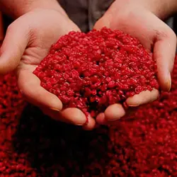 زرشک دانه اناری 1000گرمی نجوان