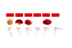 زعفران نجوان سرگل دسته (دختر پیچ) مقدار 4.6 گرم