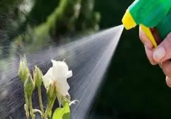 فرمولاسیون سم افت کش بر پایه PYMETROZINE