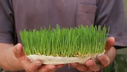 فوتیج سبزه عید نوروز در دست