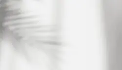 فوتیج پس زمینه سفید سایه برگ های طبیعی شاخه درخت