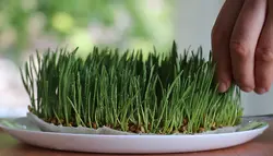 فوتیج برش سبزه عید از زاویه نزدیک