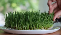 فوتیج برش سبزه عید از نزدیک