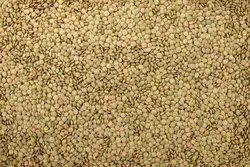 عدس - رُهام روشا