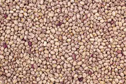 لوبیا چیتی - رُهام روشا