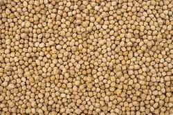 نخود - رُهام روشا