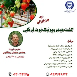 کشت توت فرنگی به روش هیدروپونیک