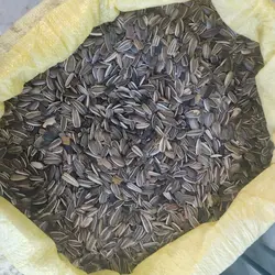 تخمه عروس هلندی