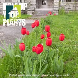 نگهدارنده گیاه چهار عددی