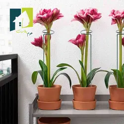 نگهدارنده گیاه چهار عددی