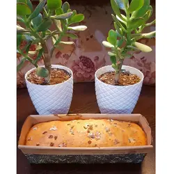 کپسول کیک صبحانه کیکس و لوف بسته 5 عددی سایز بزرگ