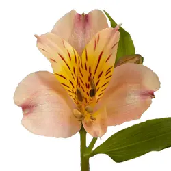 ست کاتر و وینر سیلیکونی فوندانت بهگز مدل گل آلسترومریا مجموعه 6 عددی