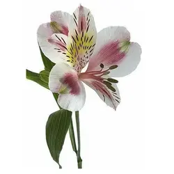 ست وینر و کاتر بهگز مدل برگ آلسترومریا مجموعه 4 عددی