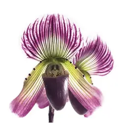 ست گلسازی کاتر و وینر فوندانت مدل گل ارکیده اسلیپر مجموعه 13 عددی