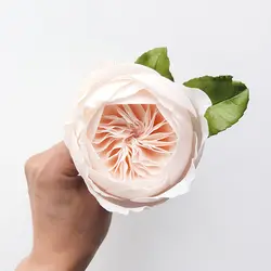 ست کاتر و وینر فوندانت بهگز مدل گل رز مجموعه 9 عددی