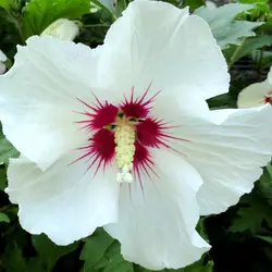 ست کاتر و وینر فوندانت بهگز مدل گل ختمی مجموعه 6 عددی