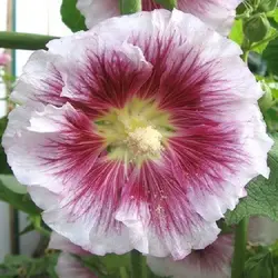 ست کاتر و وینر فوندانت بهگز مدل گل ختمی مجموعه 6 عددی