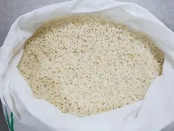 برنج کشت دوم فریدونکنار