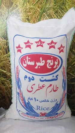 برنج کشت دوم فریدونکنار