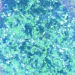 پولک نیمه درشت رنگ سبز آبی