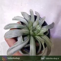 هاورتیا کوپری ابلق برگ بلند کلکسیونی ( Haworthia CooperiVar. variegated)