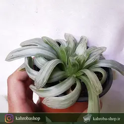 هاورتیا کوپری ابلق برگ بلند کلکسیونی ( Haworthia CooperiVar. variegated)