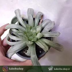 هاورتیا کوپری ابلق برگ بلند کلکسیونی ( Haworthia CooperiVar. variegated)