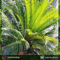گیاه مادری سیکاس ( Cycas) مخصوص فضاهای بیرونی و محوطه های باز