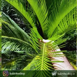 گیاه مادری سیکاس ( Cycas) مخصوص فضاهای بیرونی و محوطه های باز