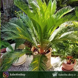 گیاه مادری سیکاس ( Cycas) مخصوص فضاهای بیرونی و محوطه های باز