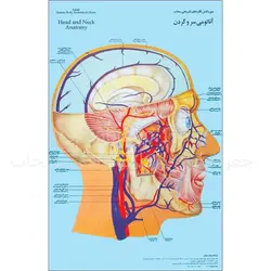 پوستر آناتومی سر و گردن (Head and Neck Poster)