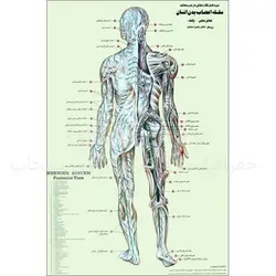 پوستر سلسله اعصاب بدن انسان