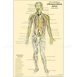 مجموعه 4 پوستر تشریحی بدن انسان