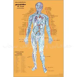 مجموعه 4 پوستر تشریحی بدن انسان