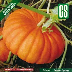 بذر کدو حلوایی زرد ( هالووینی )