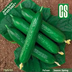 بذر خیار بوته ای هیبرید رستینا