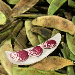 بذر لوبیا عروس