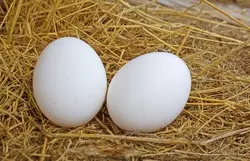 تخم مرغ دانه ای
