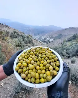 زیتون کنسروی ریز (یک کیلو)
