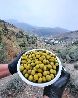 زیتون کنسروی ممتاز (نیم کیلو)