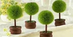 آموزش کاشت سبزه عید مخملی