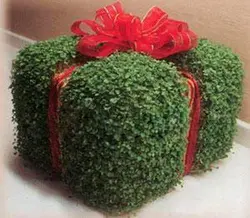 آموزش کاشت سبزه عید مخملی