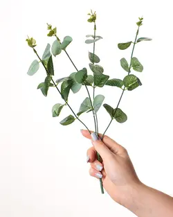 برگ اکالیپتوس