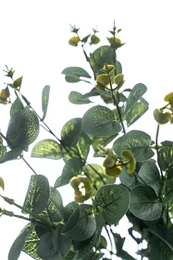 برگ اکالیپتوس