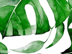 کاغذ دیواری طرح برگ انجیری M11019500