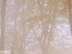 پوستر دیواری منظره طبیعت جنگل M10053310