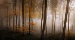 پوستر دیواری منظره طبیعت جنگل M10053310