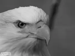 پوستر دیواری عقاب M10062310